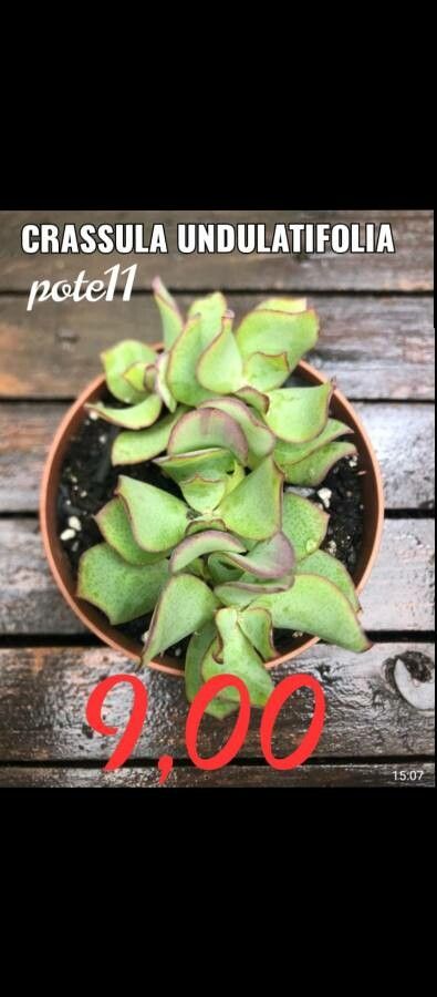 Crassula undulata flower