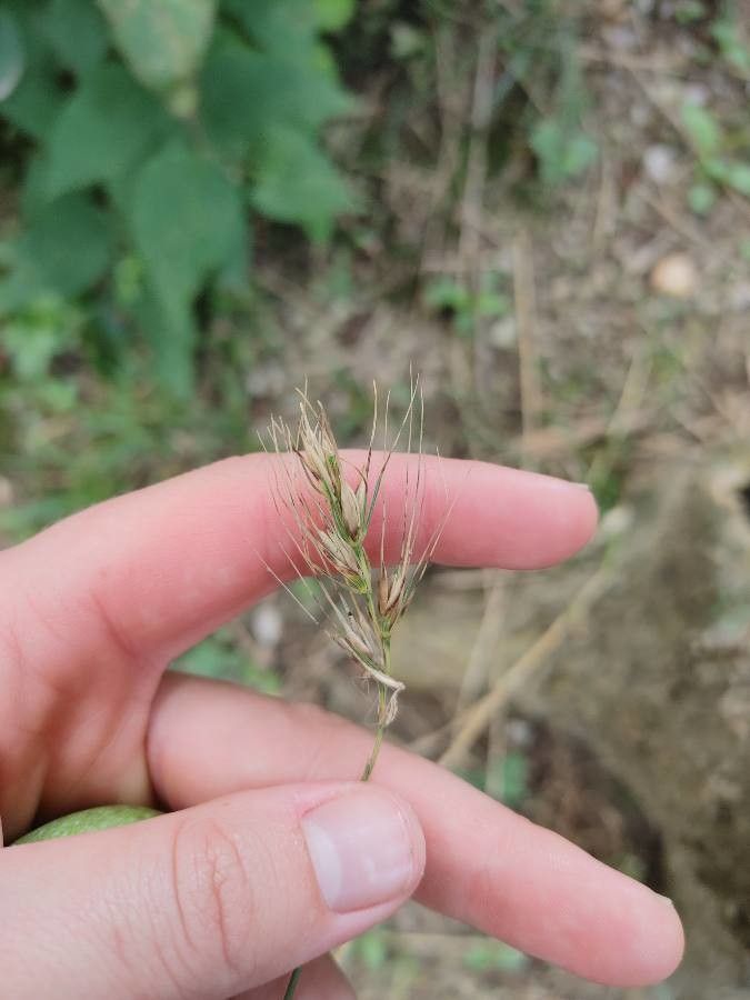 Elymus virginicus leaf