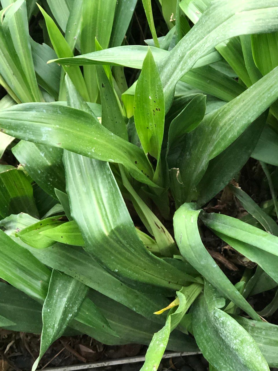 Zygopetalum maculatum — search result for 'Orchidaceae'