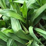 Zygopetalum maculatum