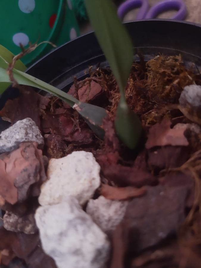 Brassia caudata bark