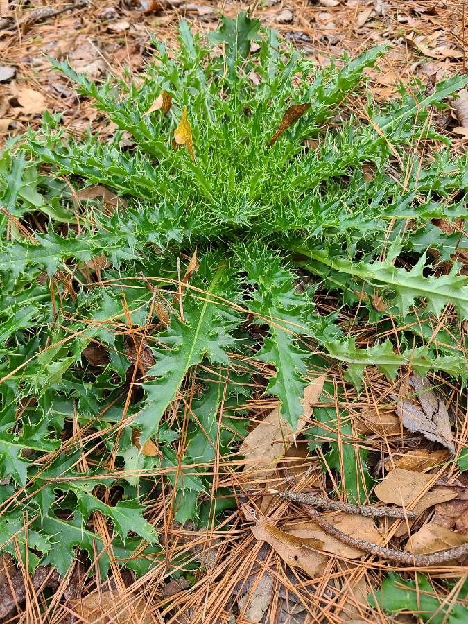 Cirsium pumilum — search result for 'Cirsium'