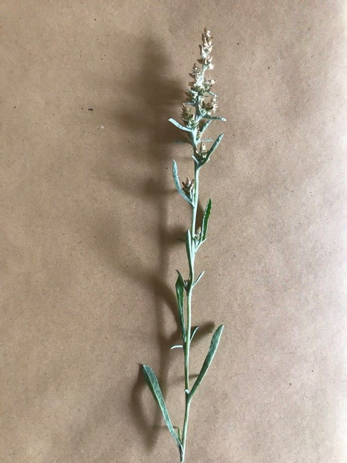 Gamochaeta antillana flower