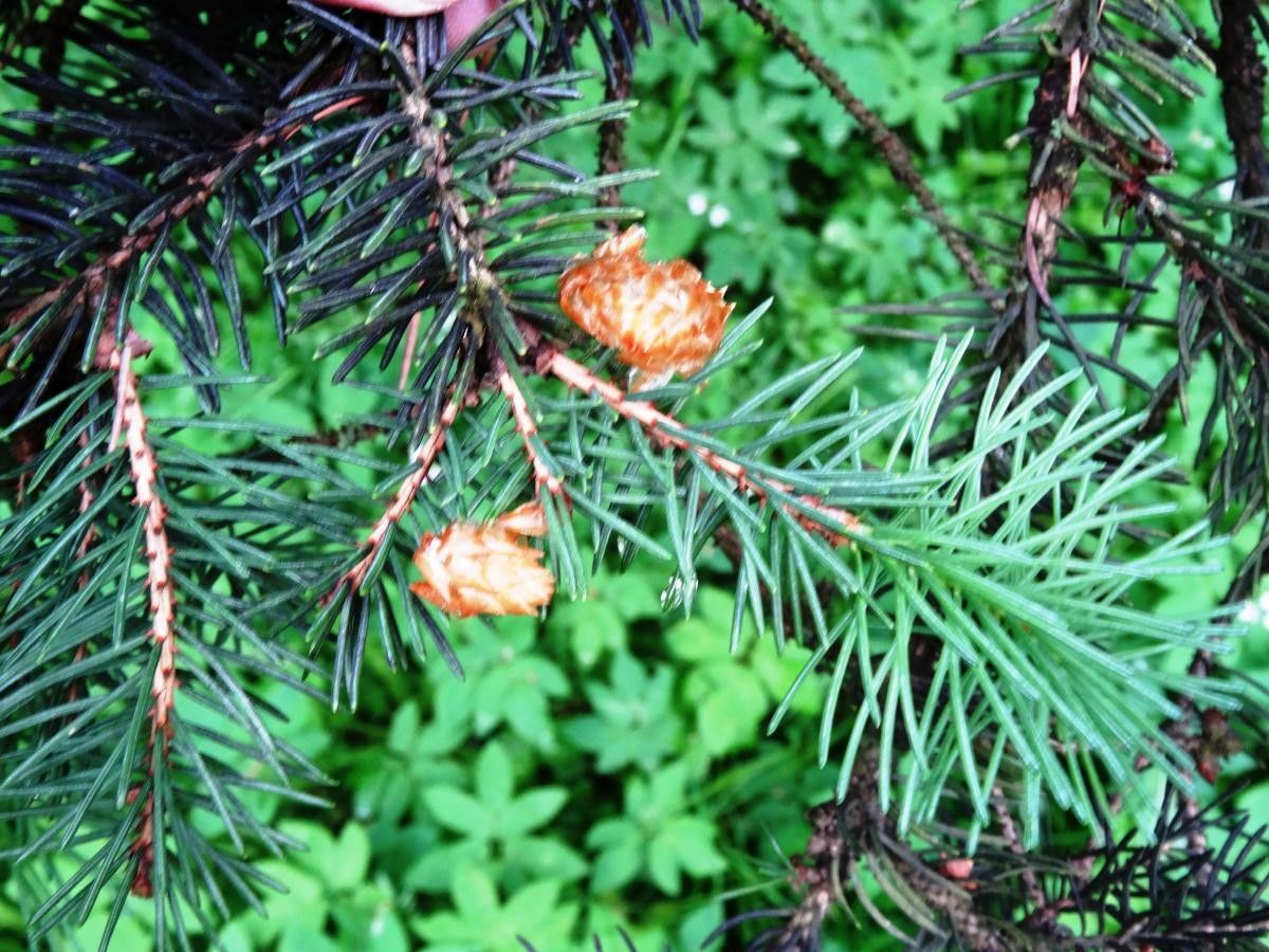Picea asperata flower