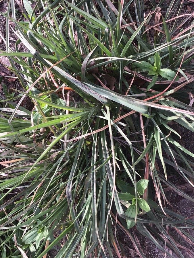 Kniphofia northiae — houseplant care guide