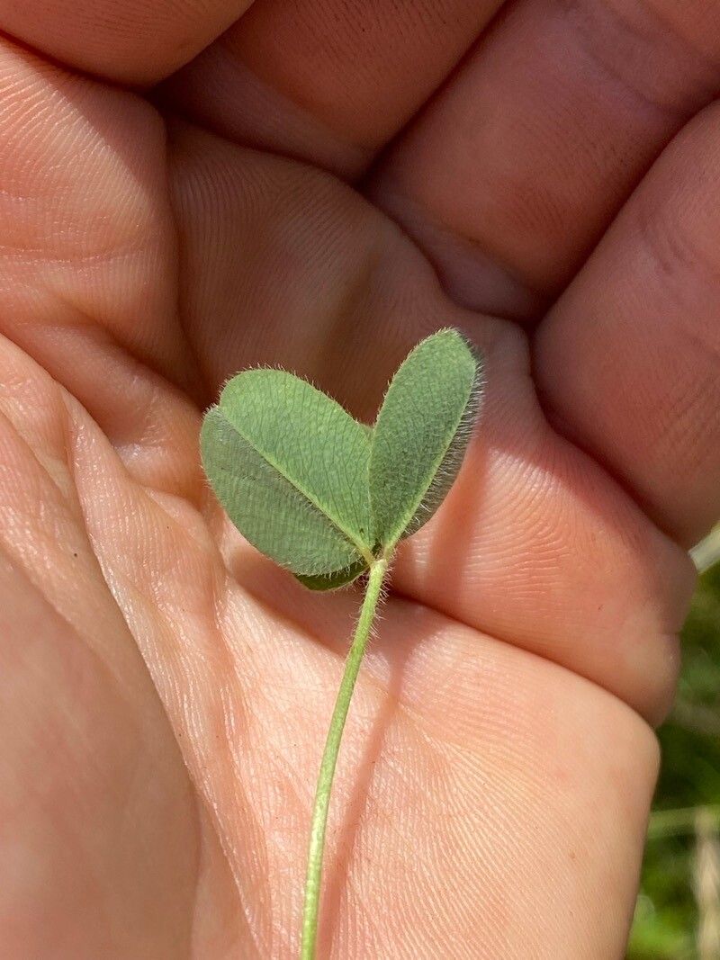 Trifolium microcephalum leaf
