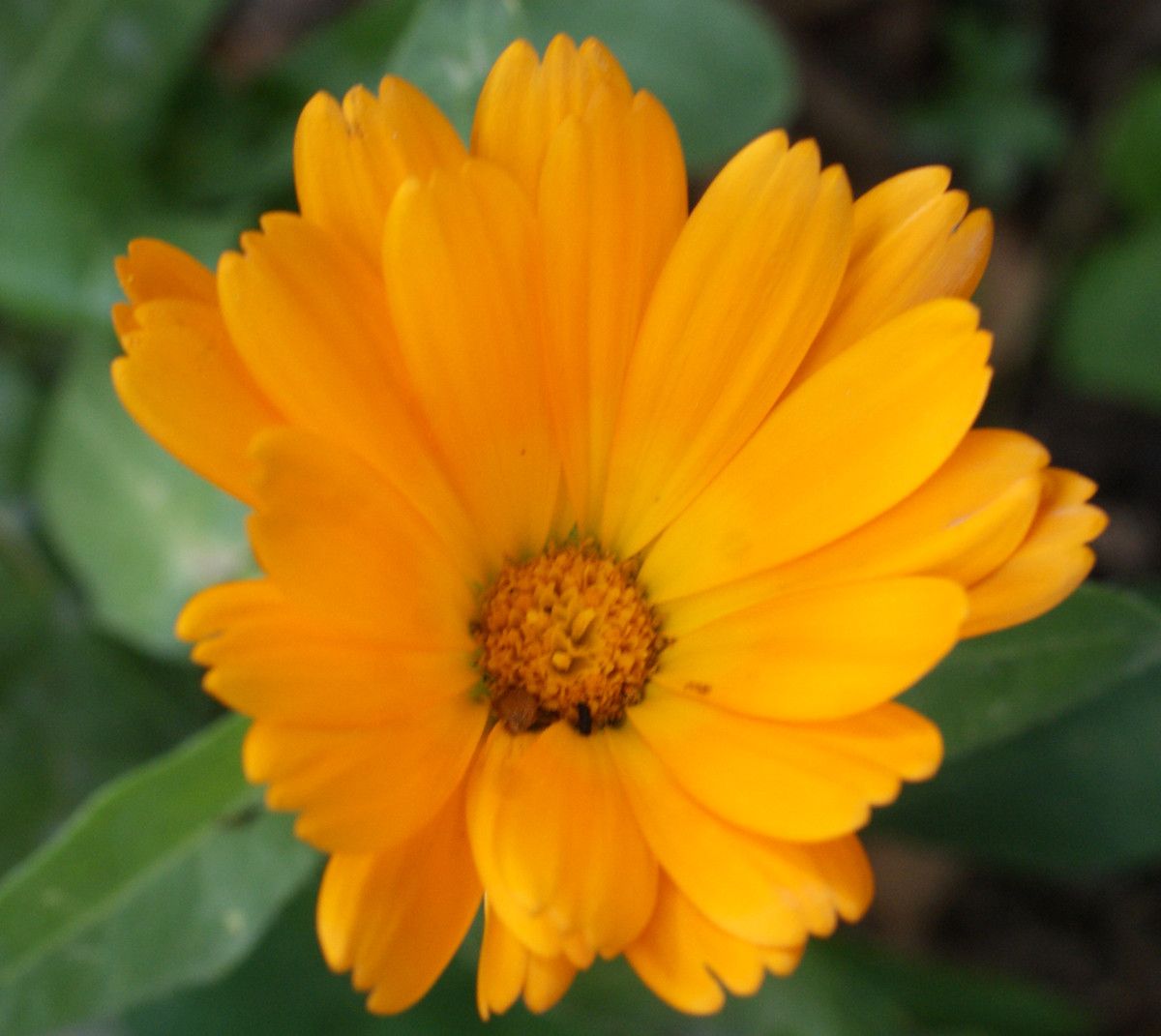 Calendula maroccana flower