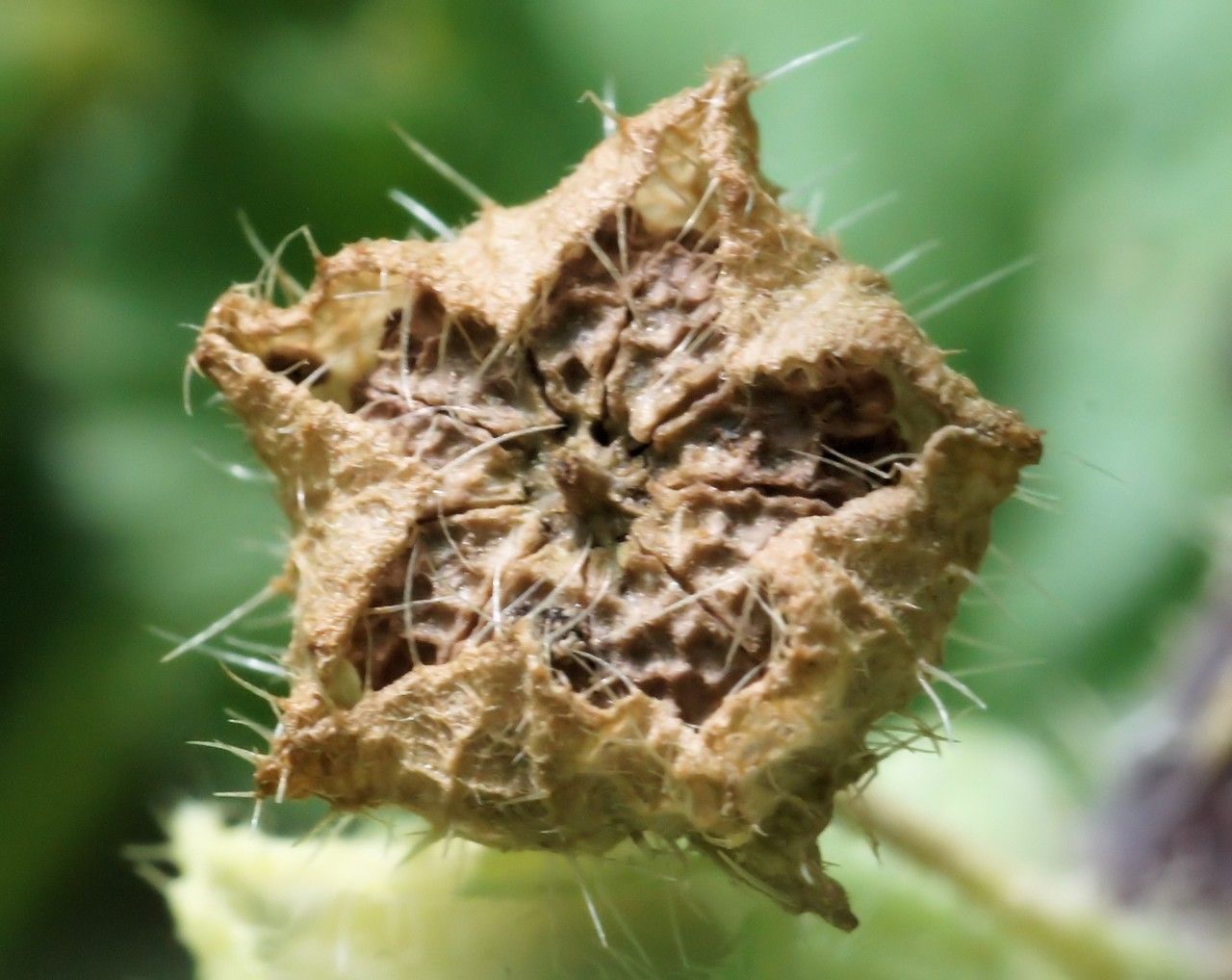 Malva nicaeensis fruit