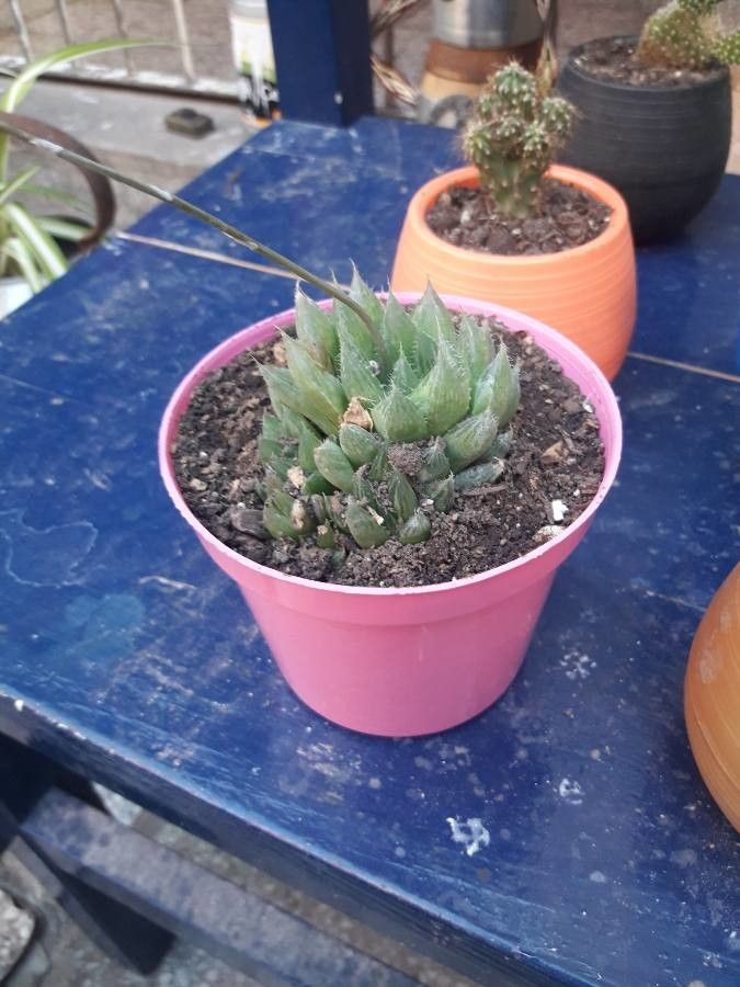 Haworthia gracilis leaf