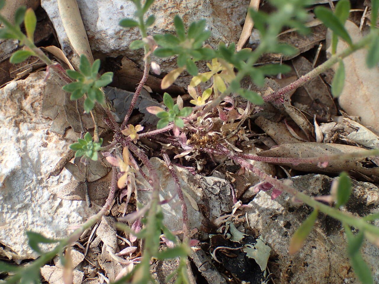 Alyssum alyssoides leaf