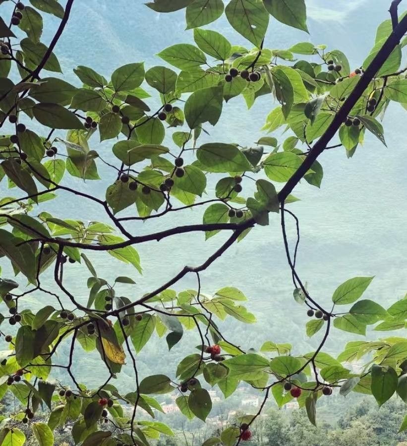 Broussonetia kazinoki leaf