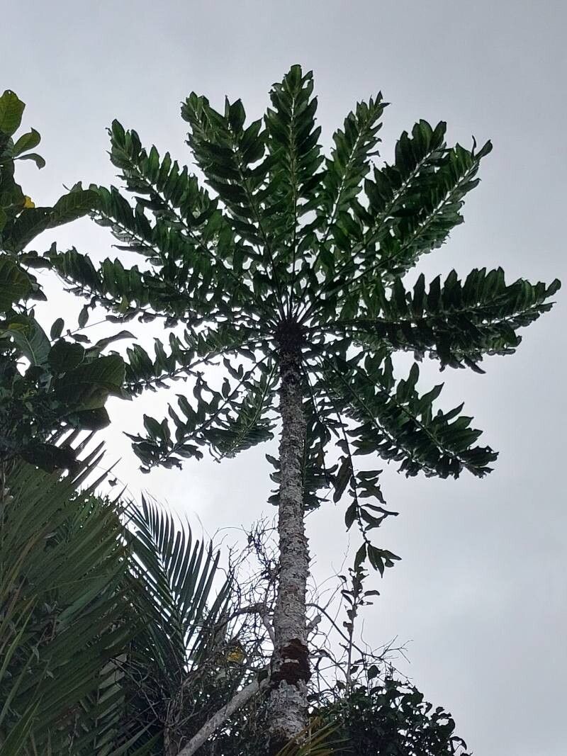 Polyscias amplifolia other