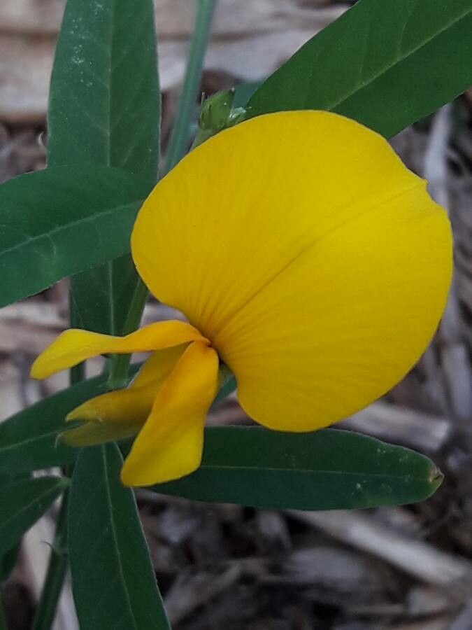 Crotalaria juncea flower