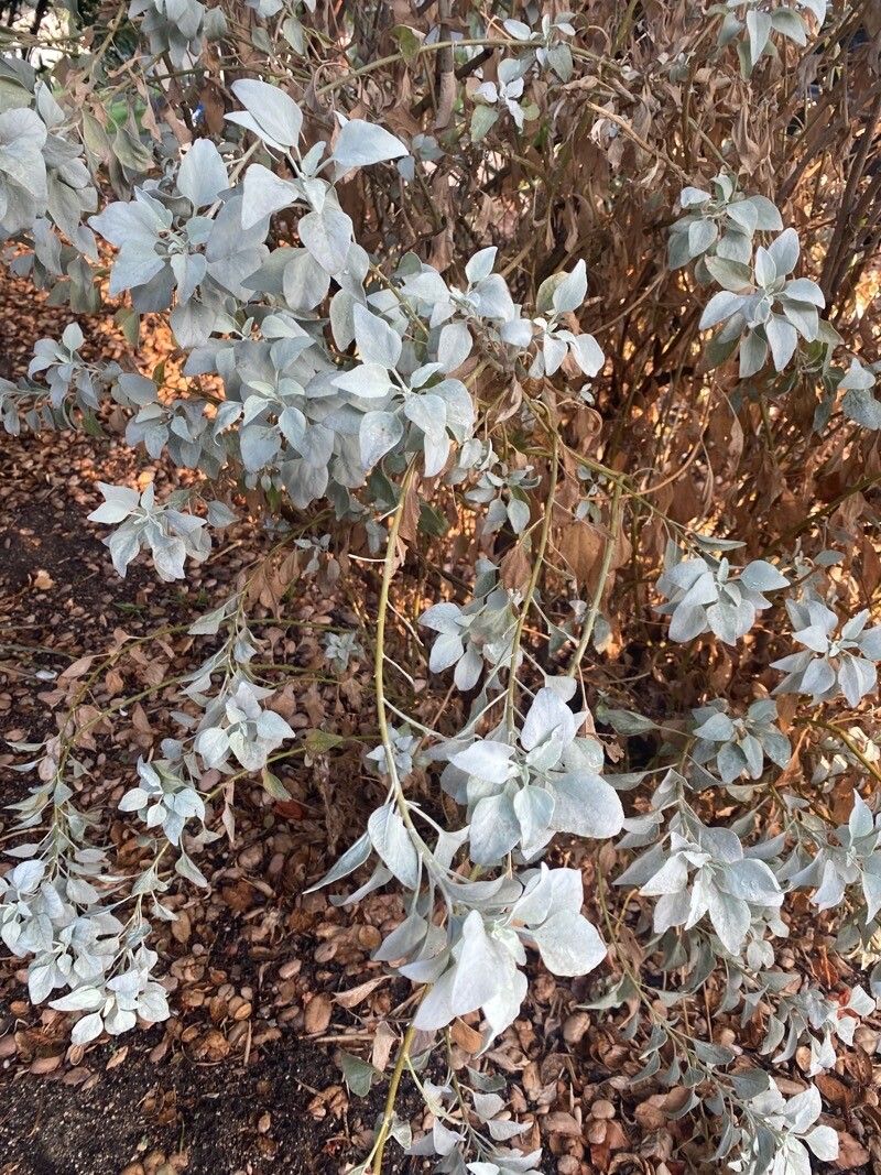 Encelia farinosa leaf