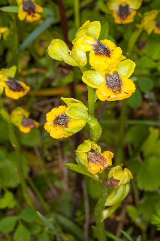 Ophrys lutea bark