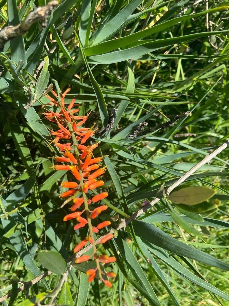 Aloiampelos tenuior flower