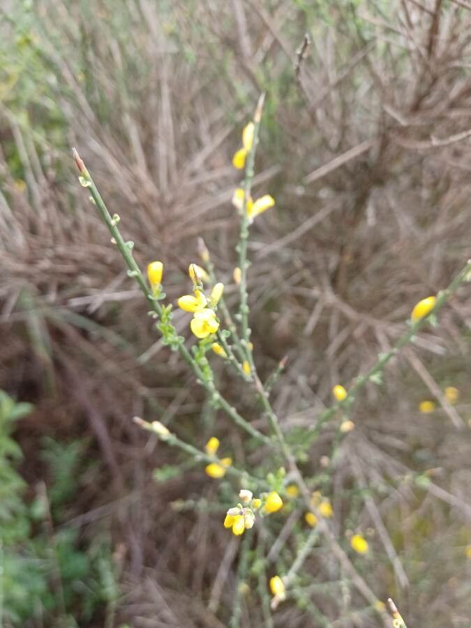 Genista polyanthos — houseplant care guide