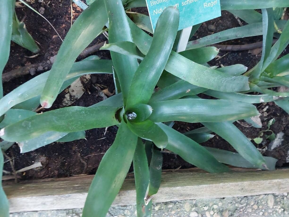 Nidularium scheremetiewii — houseplant care guide