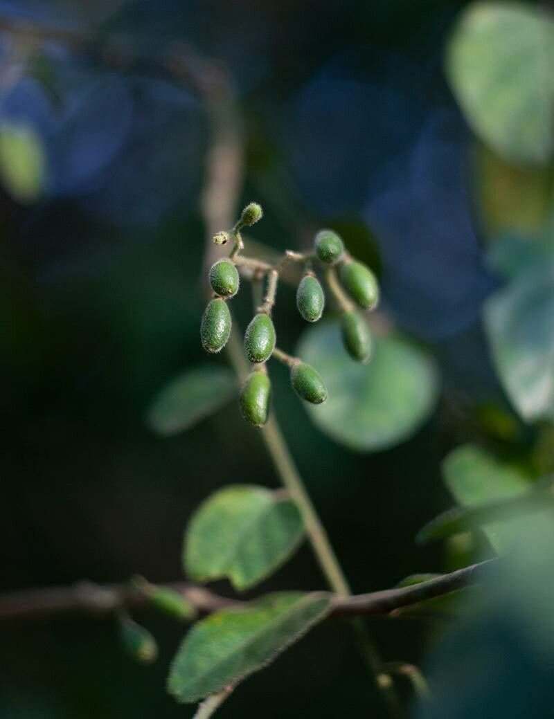 Micromelum falcatum — related species from the same genus