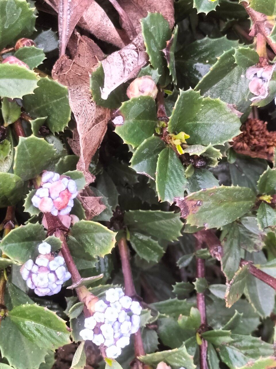 Ceanothus prostratus leaf