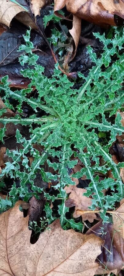 Tyrimnus leucographus leaf
