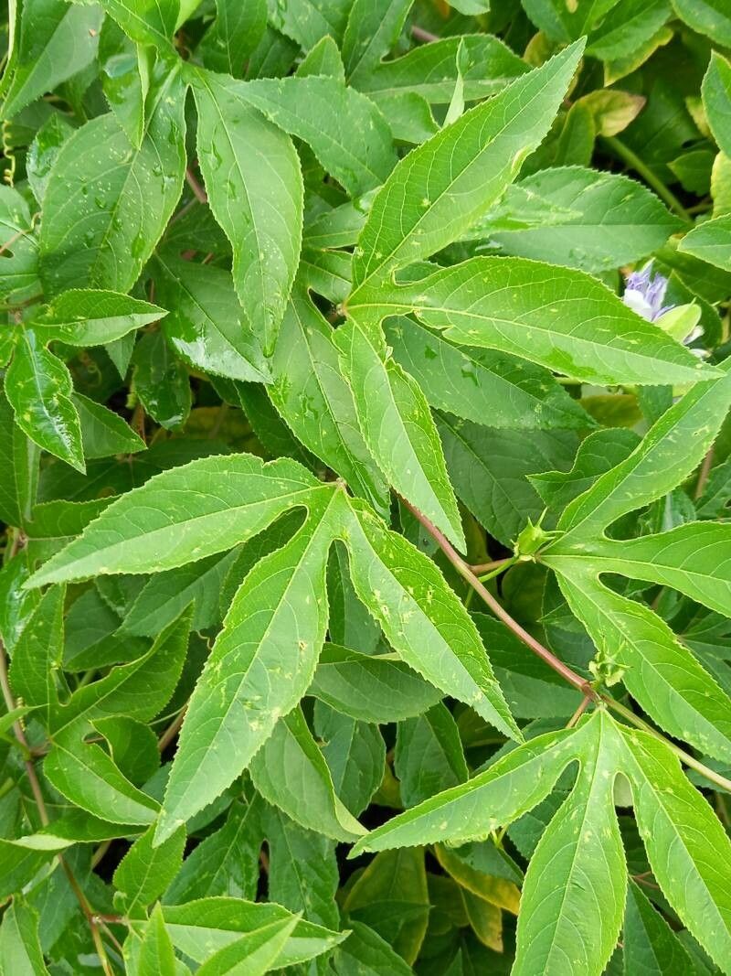 Passiflora incarnata leaf