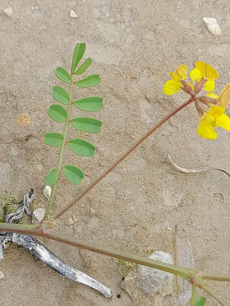 Hippocrepis areolata — related species from the same genus