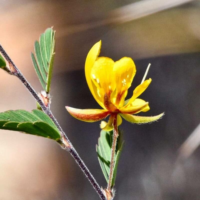Chamaecrista fallacina flower