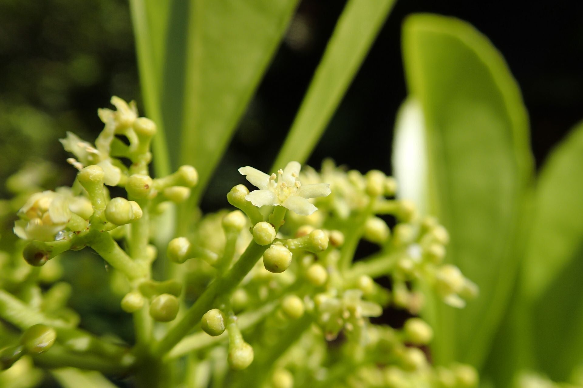 Elaeodendron cunninghamii flower