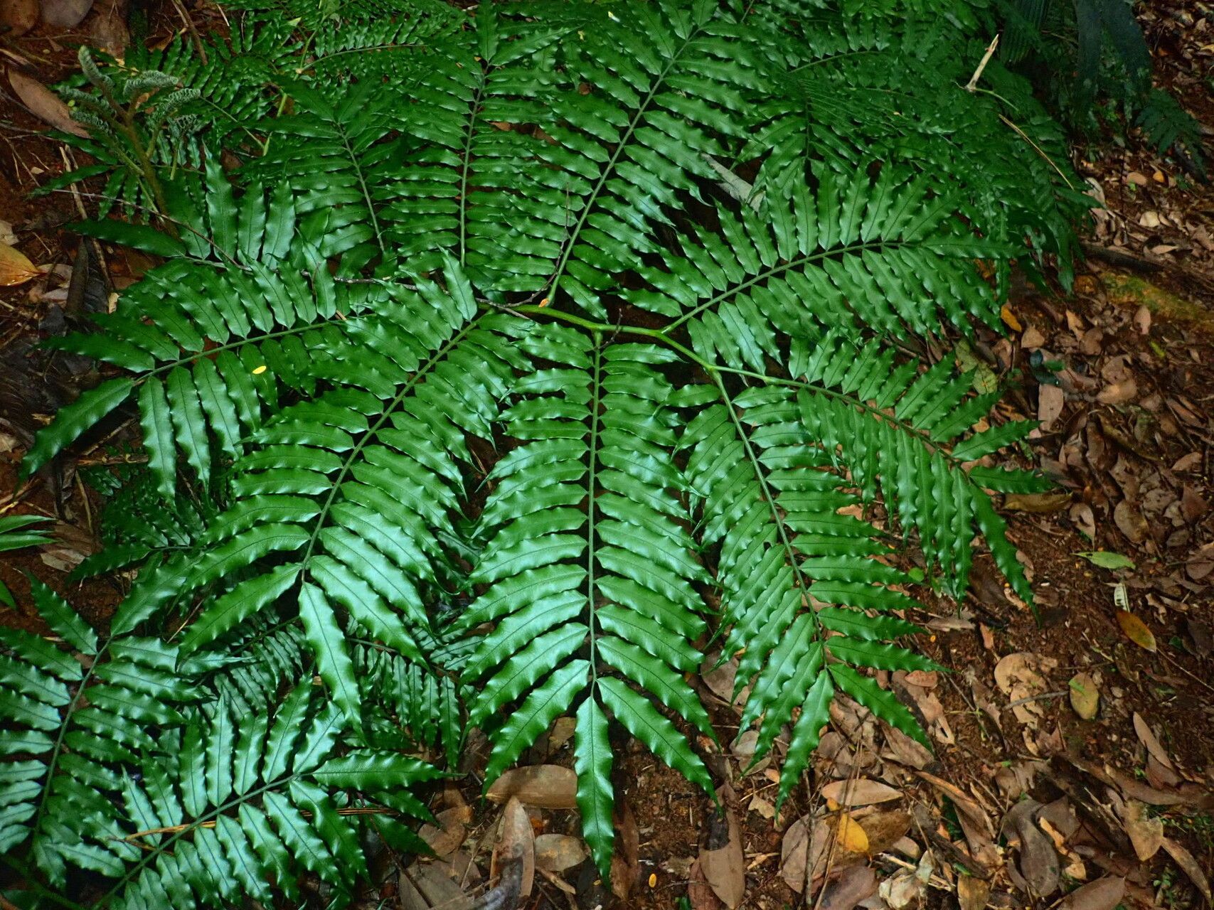 Angiopteris madagascariensis — houseplant care guide