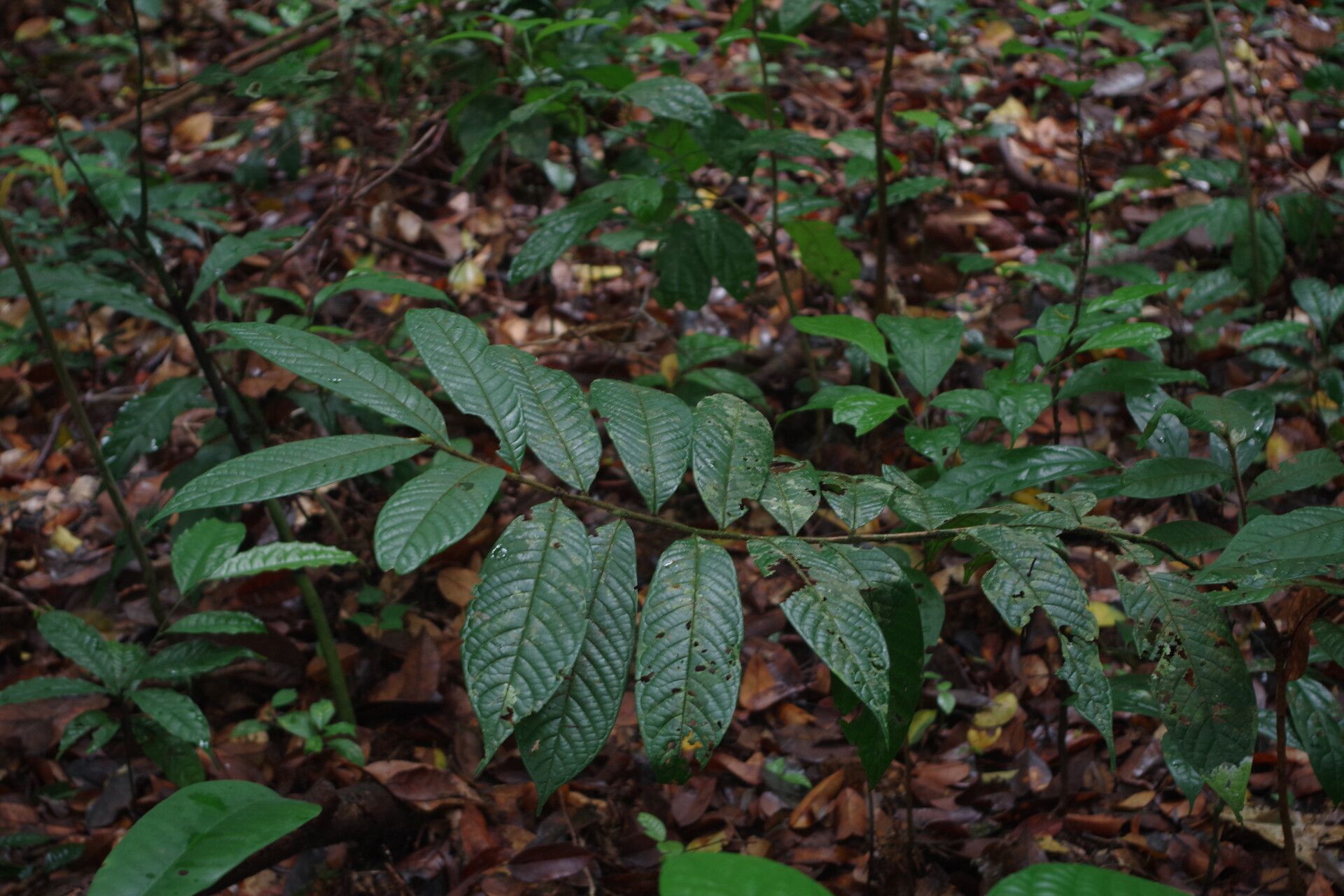 Uvaria psorosperma — houseplant care guide