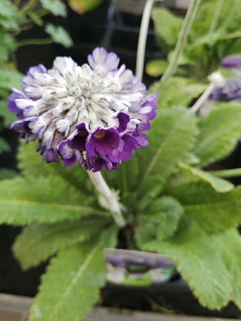 Primula capitata — search result for 'Primula'
