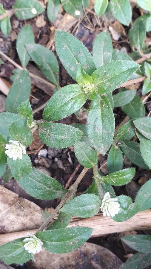 Gomphrena serrata leaf