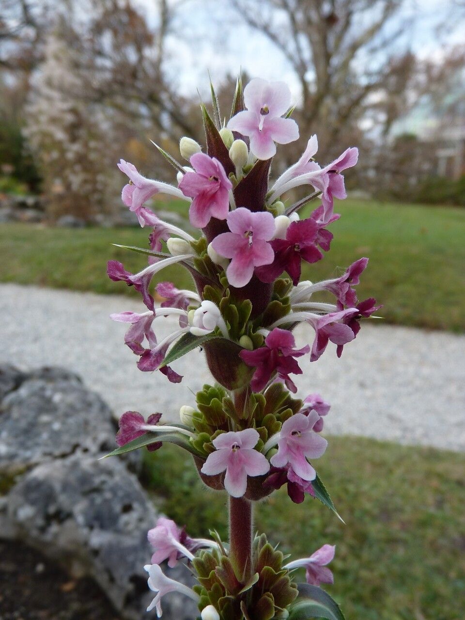 Morina longifolia habit