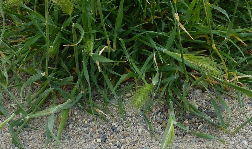 Hordeum marinum — search result for 'Hordeum'