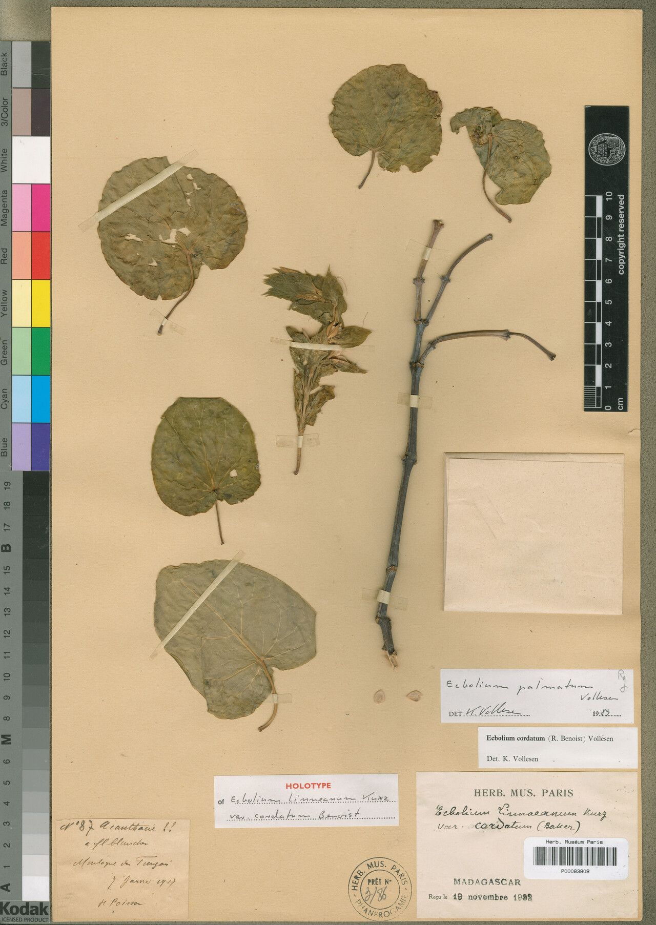 Ecbolium palmatum — search result for 'Ecbolium'