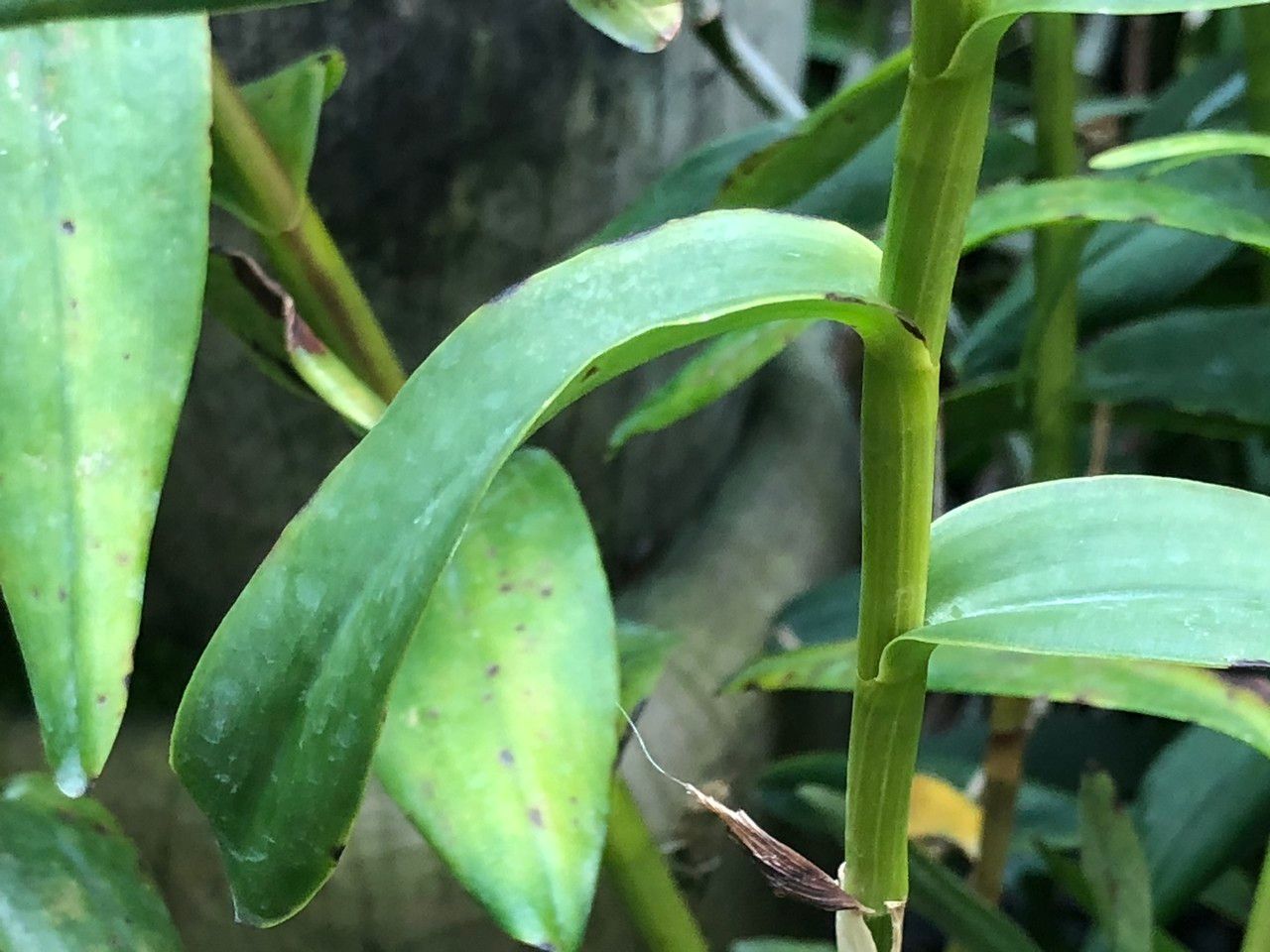 Epidendrum spp. fruit