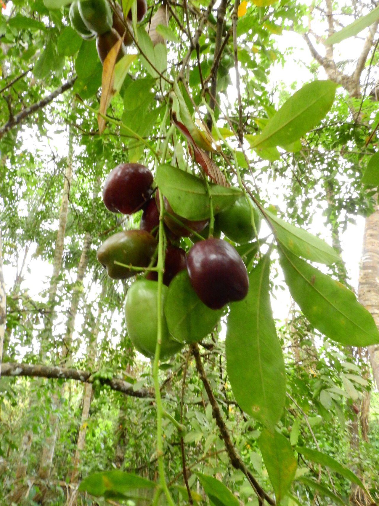 Simaba orinocensis — related species from the same genus