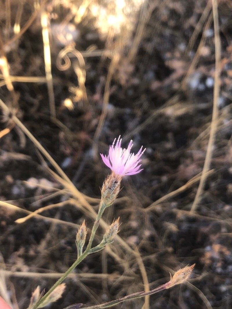 Centaurea aristata — houseplant care guide