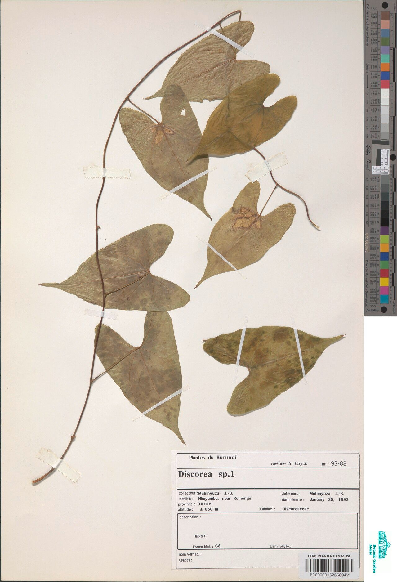 Dioscorea paleata — houseplant care guide