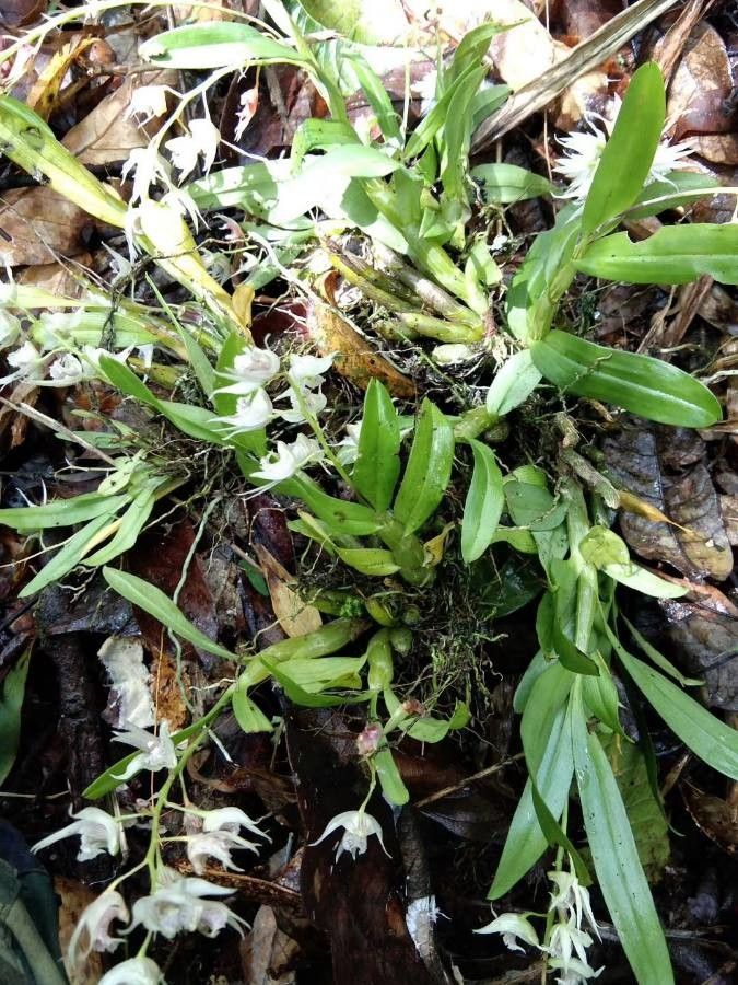 Dendrobium crumenatum flower