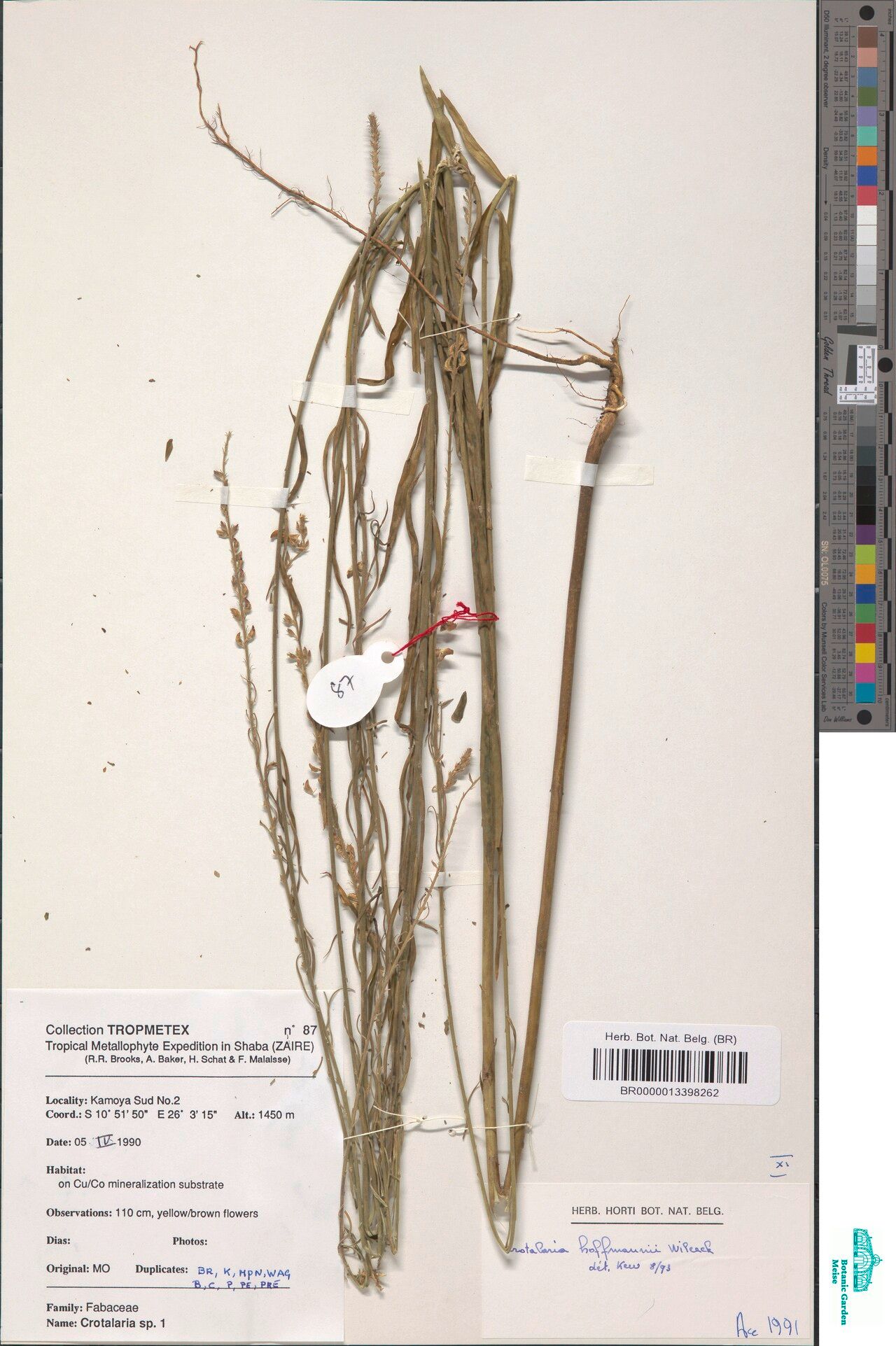 Crotalaria hoffmannii — houseplant care guide