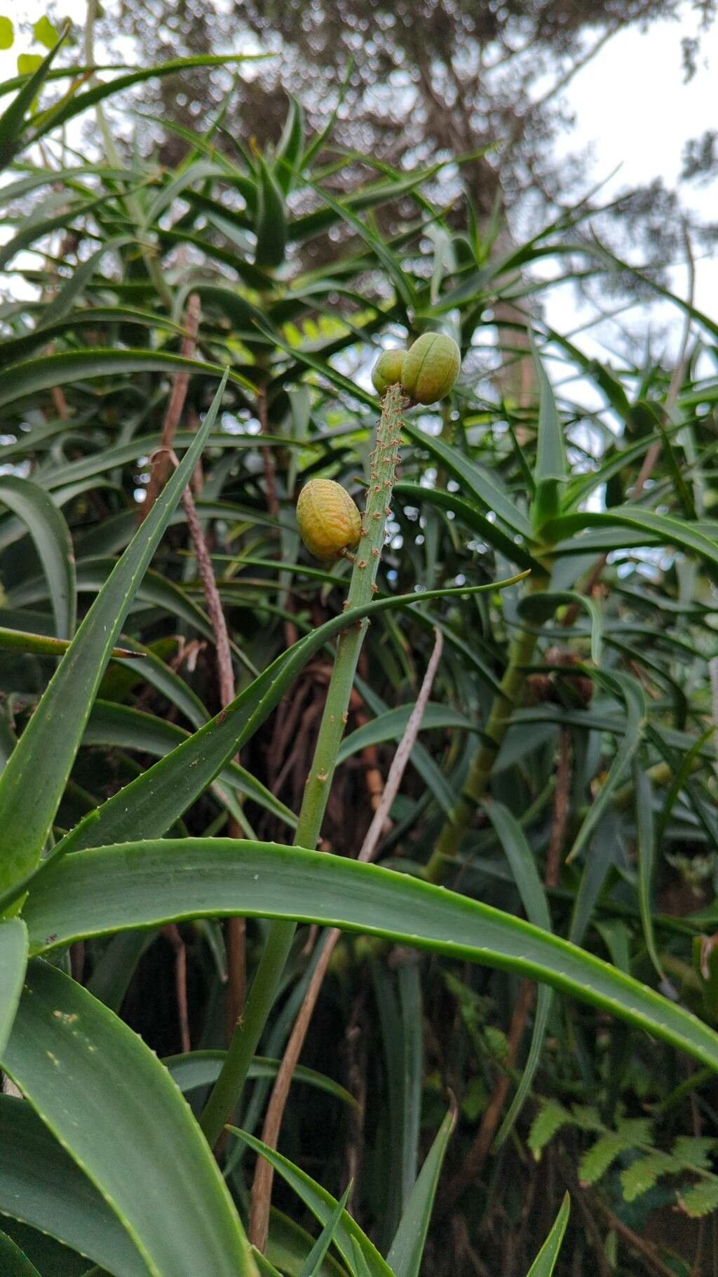 Aloiampelos striatula fruit