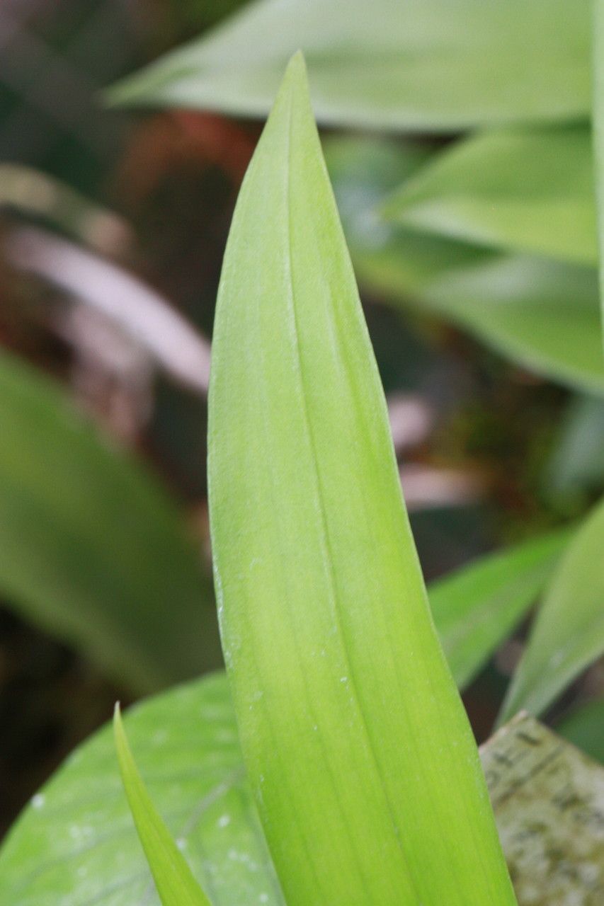 Warczewiczella discolor leaf