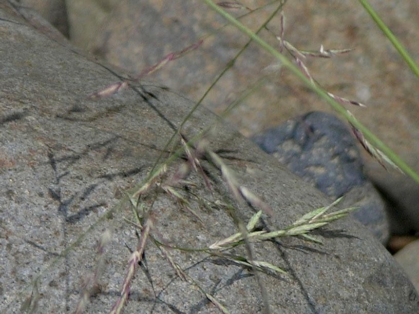 Eragrostis acutiflora habit