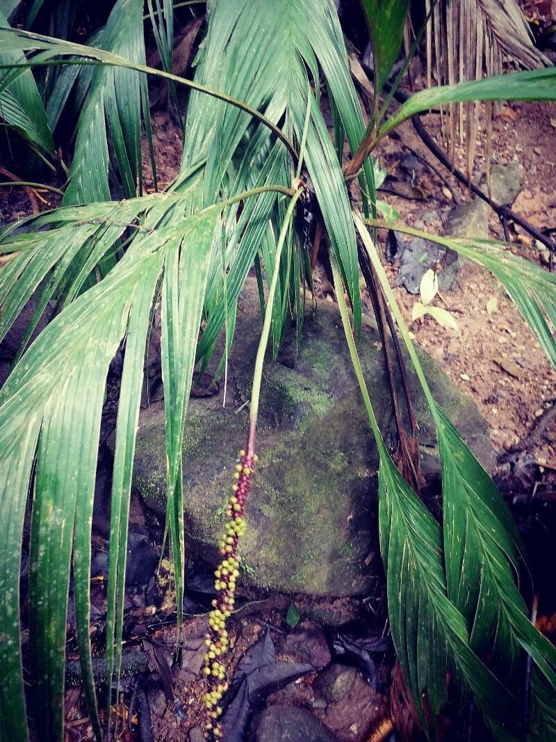 Calyptrogyne ghiesbreghtiana leaf