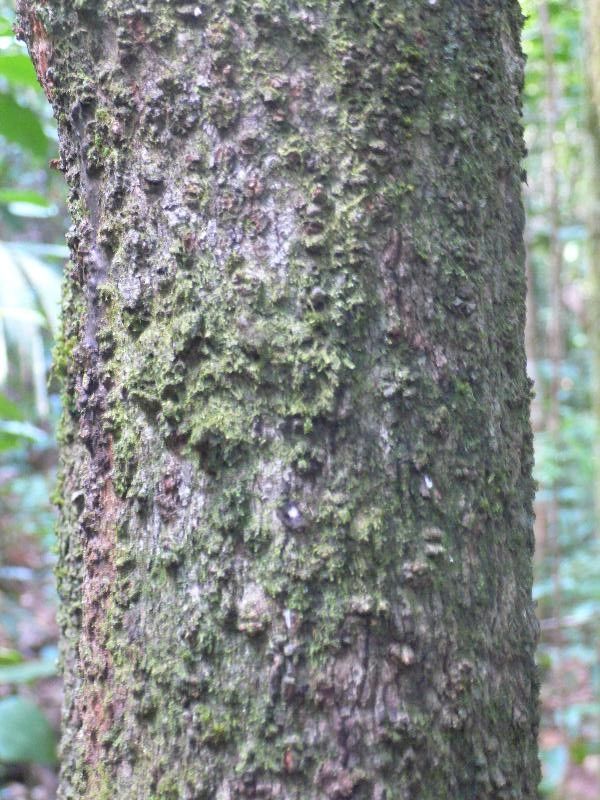 Clusia platystigma — search result for 'Clusia'