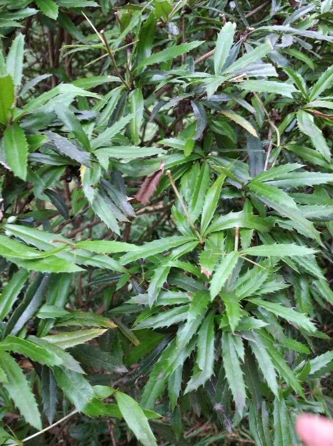 Berberis insignis — search result for 'Berberis'