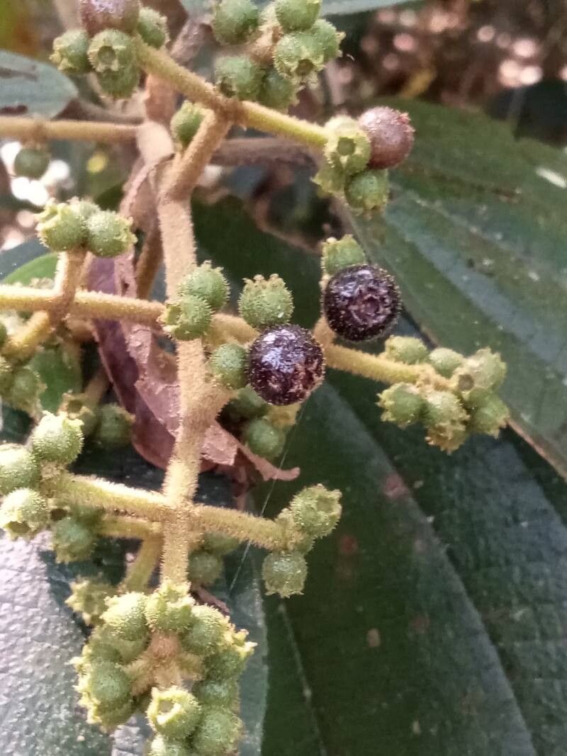 Miconia sciaphila fruit