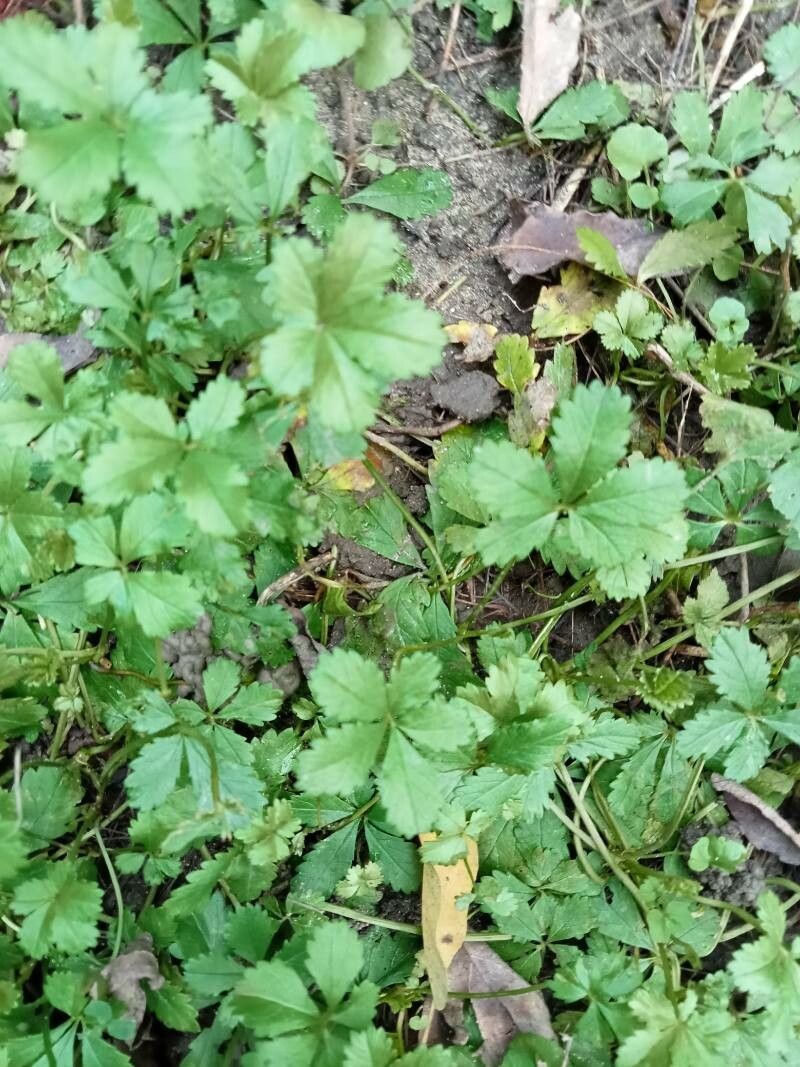 Potentilla anglica leaf